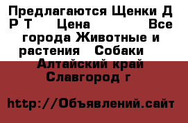 Предлагаются Щенки Д.Р.Т.  › Цена ­ 15 000 - Все города Животные и растения » Собаки   . Алтайский край,Славгород г.